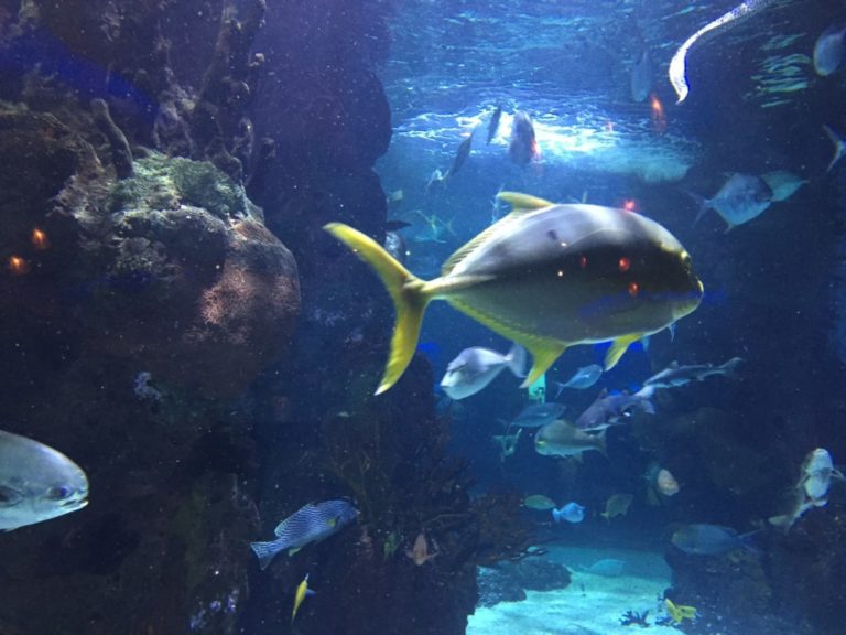 Aquarium Restaurant Nashville