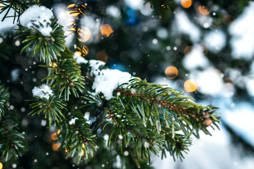 Chattanooga Christmas Tree Farm Roundup