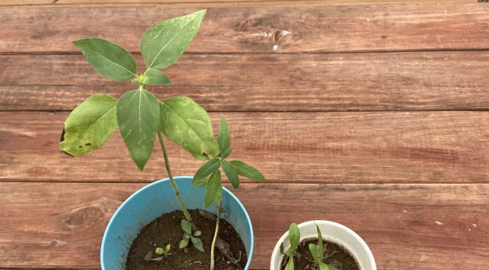 Plant Privilege Plant Privilege