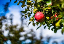 Apple Orchards & Apple Picking Around Chattanooga