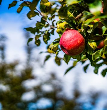 Apple Orchards & Apple Picking Around Chattanooga
