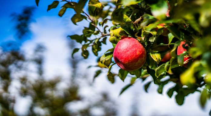 Apple Orchards & Apple Picking Around Chattanooga