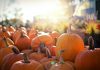 Chattanooga Pumpkin Patches and Corn Mazes