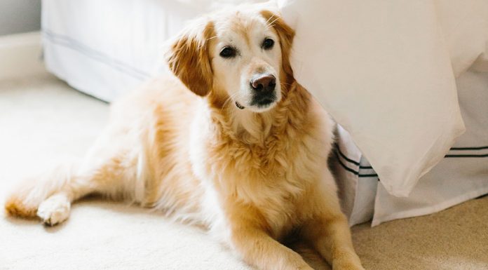 A Dog is a Baby’s Best Friend