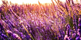 Chattanooga Area Lavender Farms