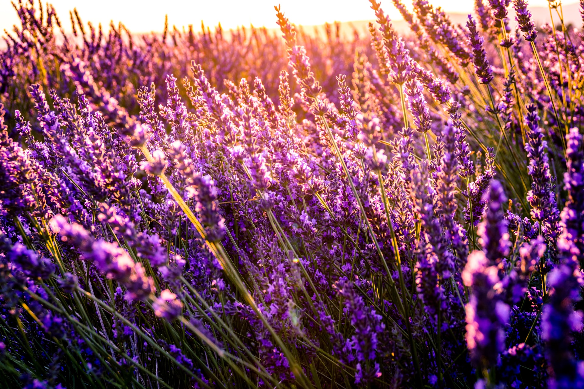 Chattanooga Area Lavender Farms
