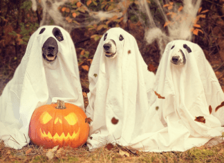 Chattanooga Halloween Events