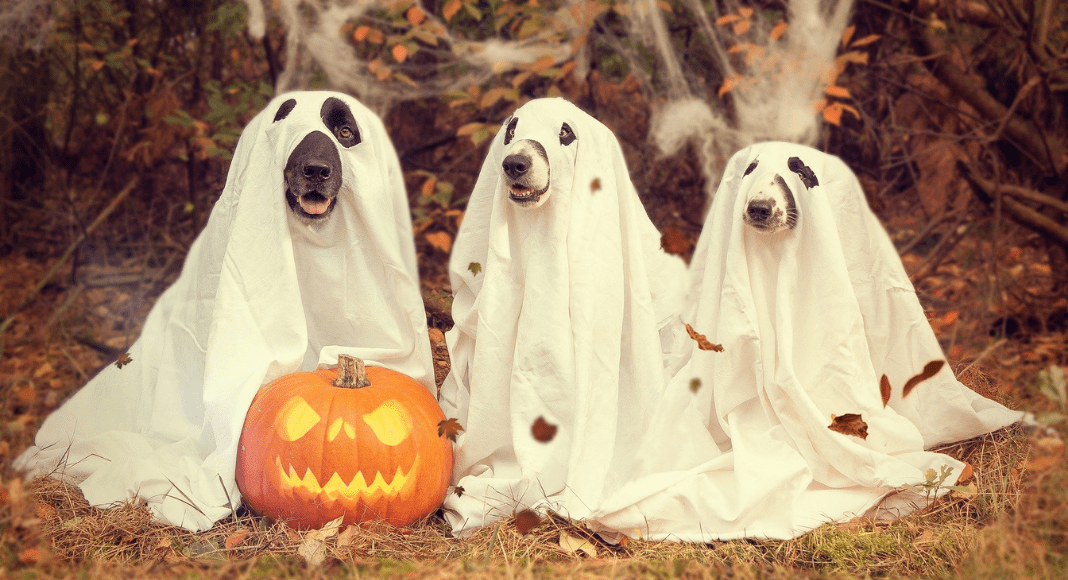 Chattanooga Halloween Events