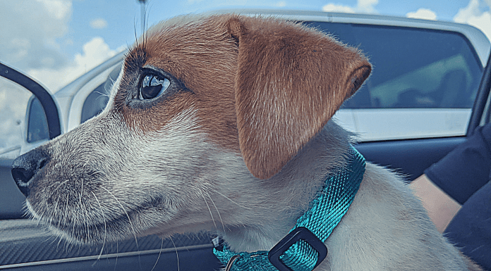 Tales Of A New Puppy