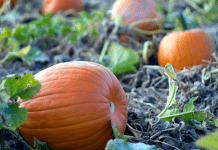 Chattanooga Pumpkin Patches