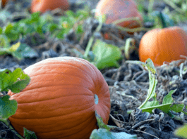 Chattanooga Pumpkin Patches