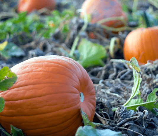Chattanooga Pumpkin Patches
