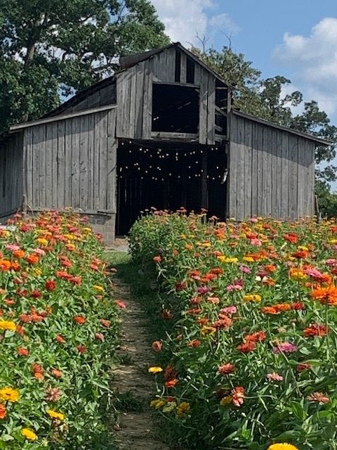 Flat Top Mountain Farm with zinnias of all different colors and a barn.