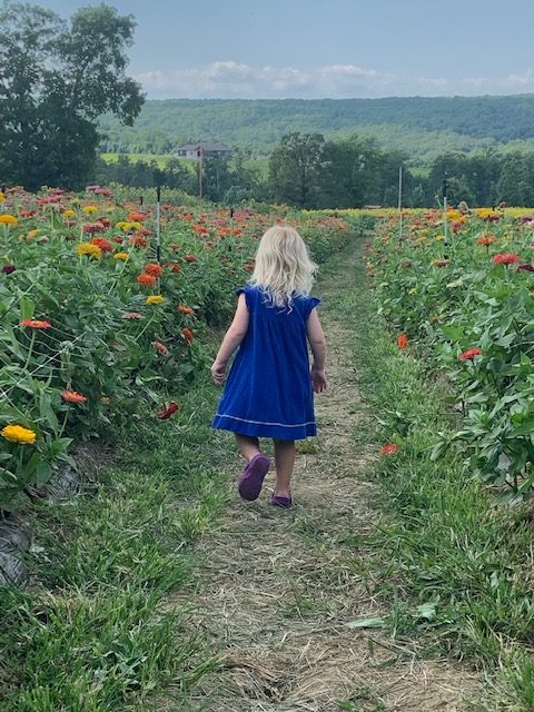 Flat Top Mountain Farm featuring a little, toddler girl in a blue dress walking among the zinnias.