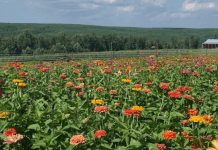 Flower Picking At Flat Top Mountain Farm