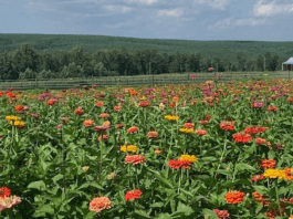 Flower Picking At Flat Top Mountain Farm