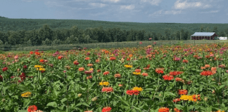 Flower Picking At Flat Top Mountain Farm