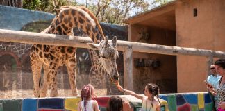 The Ultimate Guide To Planning A Memorable Family Vacation This Summer
