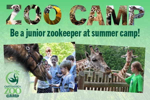 Chattanooga Zoo Summer Camp