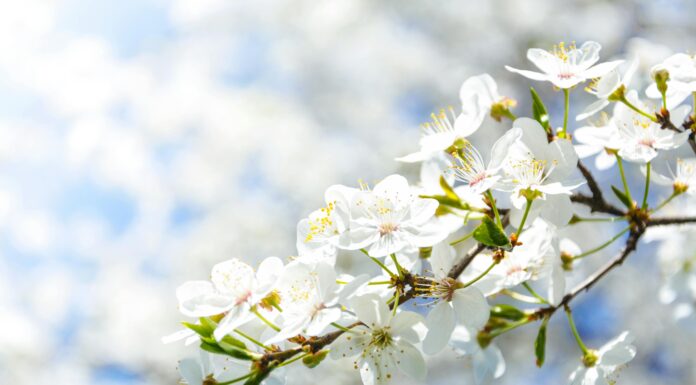 Embracing A Simple, Joyful Summer