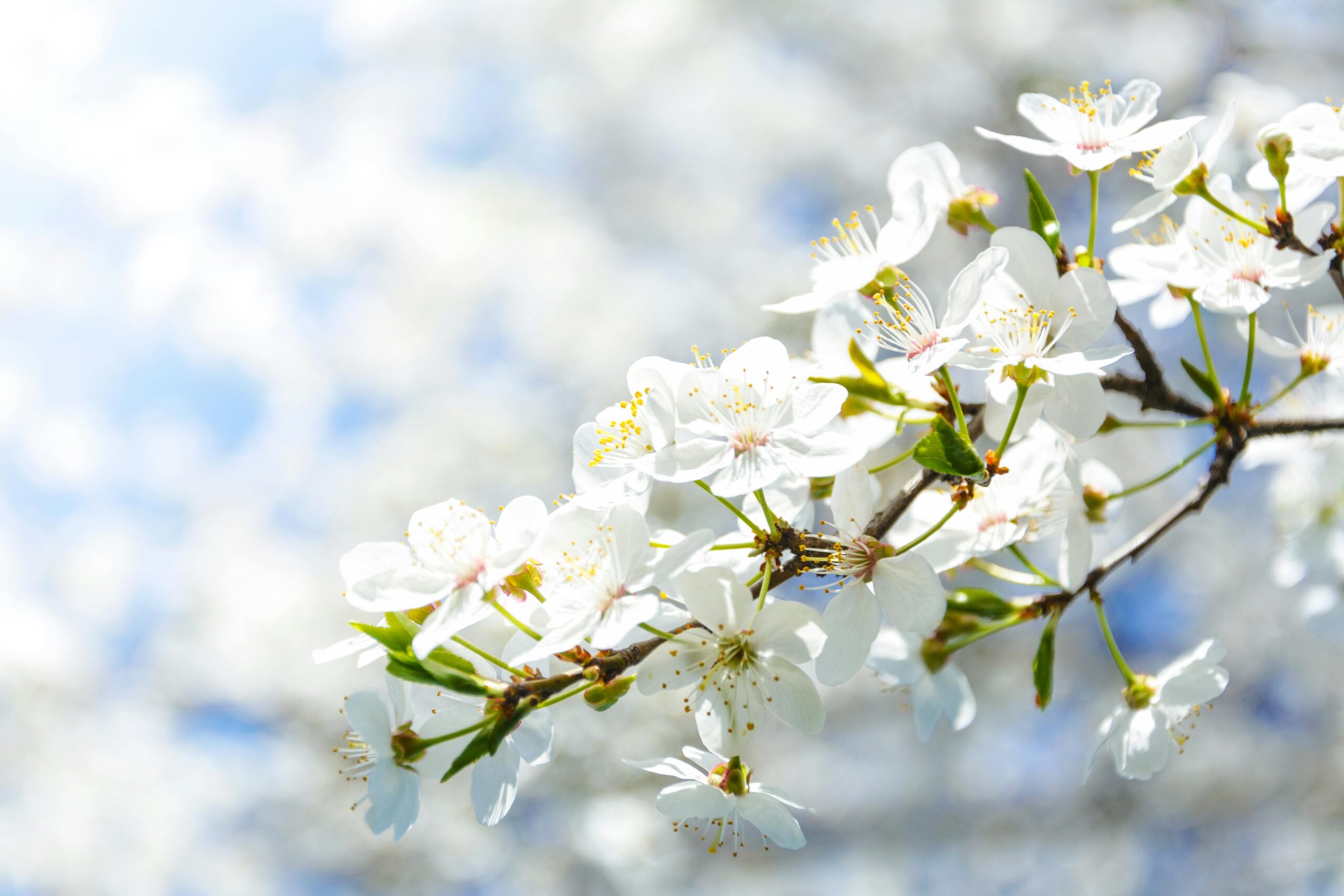 Embracing A Simple, Joyful Summer