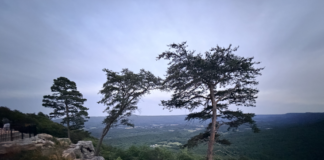 Sunset McLemore